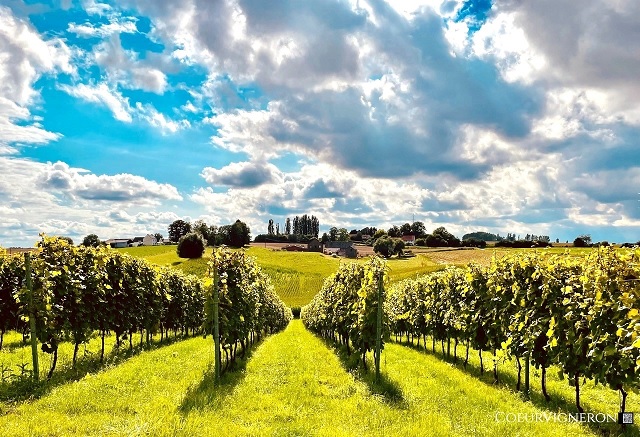 Vivez une escapade œnologique unique avec le Vino-Trip en Brabant wallon !