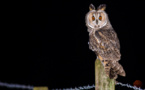 Ouvrez vos oreilles aux mystères de l'obscurité : La nuit des chouettes !