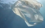 Des sacs en plastiques solubles dans l'eau !