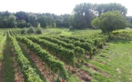 Apéro du début des vendanges au cœur des vignes (Nivelles)