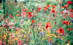 Nivelles s’est distinguée au concours « Entente Florale Europe » !