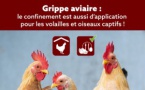 LA GRIPPE AVIAIRE EST ARRIVÉE EN BELGIQUE : PROTÉGEZ VOS VOLAILLES !