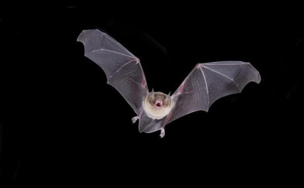 Nivelles : Les nuits de la chauve-souris