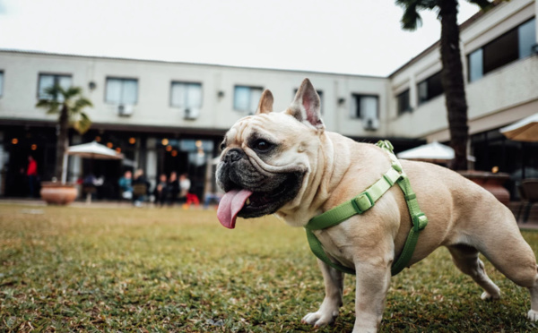 La journée du chien ! Une après-midi entièrement consacrée à nos compagnons à quatre pattes.