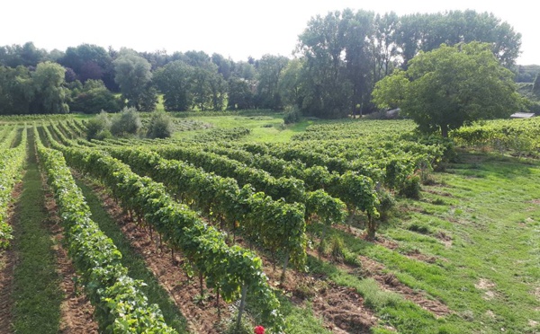 Apéro du début des vendanges au cœur des vignes (Nivelles)