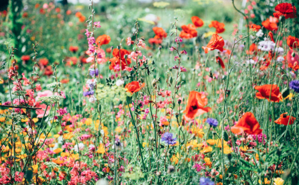 Nivelles s’est distinguée au concours « Entente Florale Europe » !