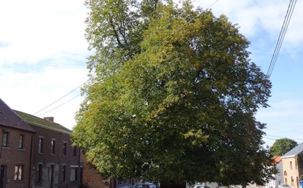 Et si l'Arbre belge de l’année 2019 était brabançon wallon ?