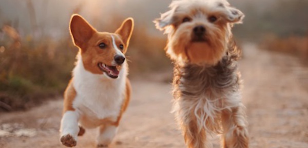 Une nouvelle aire de jeux pour chiens au Château d’Hélécine