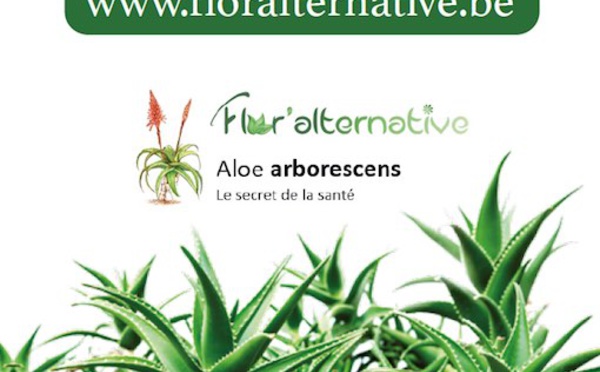 Flor'alternative : Les vertus de l’aloé arborescens