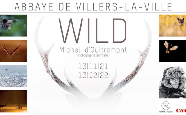 Exposition Wild de Michel d’Oultremont.