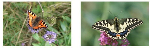 Recensement des papillons de jardin